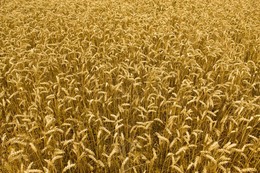 Ripe wheat field